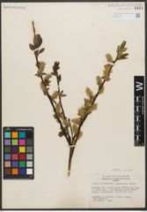Foto von Salix L.